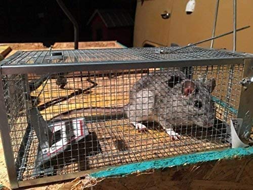AB Traps Humane Live Animal Trap Cage for Rats, Mice, and Squirrels - Small 10.5" x 5.5" x 4.5" 40-Pack