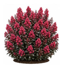 Votaniki Lagerstroemia Cherry Mocha Crapemyrtle Live Bare Root Shrub with Cherry Red Flowers Burgundy Foliage Compact Habit for Containers Borders and Landscape Gardens