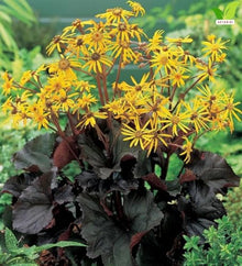 Votaniki Ligularia Midnight Lady #1 Size Root Dark Green Purple Blushed Foliage Golden Orange Flowers for Moist Borders Pollinator Gardens and Wet Site Planting