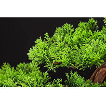 Fake Bonsai Tree Artificial Bonsai Simulation Pine Tree Bonsai Plant Decorations Entrance and Living Room Decoration Decorations Artificial Bonsai Tree (Color : B)