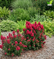 Votaniki Lagerstroemia Cherry Mocha Crapemyrtle Live Bare Root Shrub with Cherry Red Flowers Burgundy Foliage Compact Habit for Containers Borders and Landscape Gardens