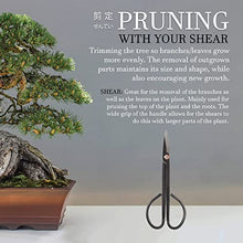 BambooMN Bonsai Basics Set - 8" Knob Cutter and 7.2" Trimming Shear - 30 Sets