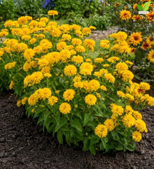 Votaniki Heliopsis helianthoides Rays for Days False Sunflower #1 Size Root, Double Golden Yellow Flowers for Borders, Containers, Cut Flowers and Butterfly Gardens