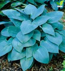 Votaniki Hosta Blue Mountains Bare Root Perennial Plant Intense Blue Gray Heart Shaped Foliage with White Summer Flowers for Shade Gardens Borders Containers and Landscapes