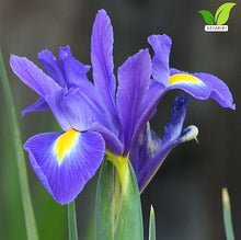 Votaniki's Dutch Iris Park Avenue Bulbs for Fall Planting | Deep Violet Blue and Vibrant Yellow Perennial Flower Bulbs for Spring Blooming Gardens, and Stunning Landscape (Pack of 1100)