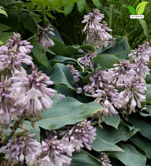 Votaniki Hosta Halcyon Bare Root Perennial Plant Frosty Blue Green Pointed Foliage Shade Garden Plant Pale Blue Violet Midsummer Flowers Patio Container Border Edging (Pack of 25)