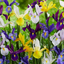 Dutch Iris Rainbow Mix – Top Size Flower Bulbs for Fall Planting | Hardy Perennial Bulbs for Planting | Vibrant Mixed Colors – Great for Gardens & Cut Flowers