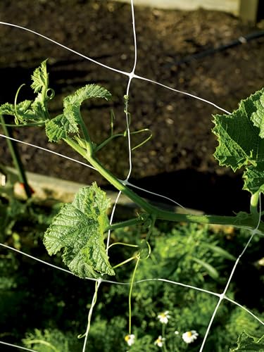 Trident Professional Grade Trellis Netting, Lightweight Crop Protection Barrier (67" x 3280')