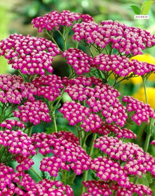 Votaniki Achillea Summerwine Yarrow Bare Root Perennial Wine Red Flowers Summer Blooming Drought Tolerant Plant for Garden Borders Cut Flower Outdoor Growing (Pack of 25)