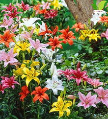 Votaniki Asiatic Lily Mixed Top Size Flower Bulbs Colorful Trumpet Blooms for Summer Gardens Cut Flower Arrangements Borders Pollinator Friendly Perennial Planting (Pack of 100)