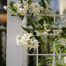 leoglint 4 Pack Metal Garden Trellis 71" x 19.7" Rustproof Trellis for Climbing Plants Outdoor Flower Support Cream White