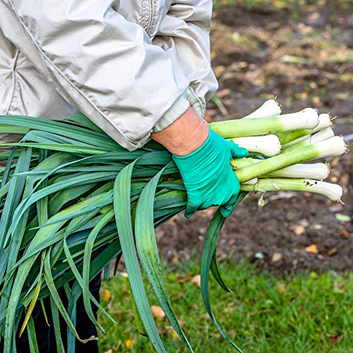 Mountain Valley Seed Company Leek Seeds Carantan 25 Lb Bulk Non-GMO Heirloom Green White