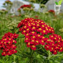 Votaniki Achillea Paprika Yarrow Bare Root Perennial Ruby Red Salmon Flowers Summer to Fall Blooming Drought Tolerant Plant for Garden Borders Cut Flower Outdoor Growing (Pack of 25)