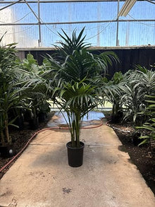 Simply Trees Kentia Palm Indoor House Plant 6-7 Feet Green