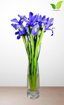 Votaniki's Dutch Iris Park Avenue Bulbs for Fall Planting | Deep Violet Blue and Vibrant Yellow Perennial Flower Bulbs for Spring Blooming Gardens, and Stunning Landscape (Pack of 1100)