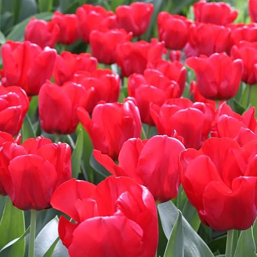 1,000 Bulbs - Bulk Seadov Tulips Flower Bulbs - 1,000 Bulbs per Pack - Good as Cut Flowers - Easy to Grow Live Plants - Outdoor Garden