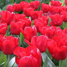 1,000 Bulbs - Bulk Seadov Tulips Flower Bulbs - 1,000 Bulbs per Pack - Good as Cut Flowers - Easy to Grow Live Plants - Outdoor Garden