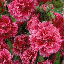 Votaniki Alcea Rosea ‘Fiesta Time’ (Hollyhock) 3 Inch Pot Live Plant – Dwarf Perennial with Double Pink Flowers for Summer | Compact, Deer-Resistant & Easy to Grow (25 Pack)