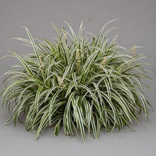Classy Groundcovers: Sedge 'Ice Dance', 25 Pots - 3 1/4 in.