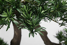 YXIANG56Q Fake Plants New Simulation Podocarpus Welcoming Pine Crescent Bonsai Porch Flower Stand Soft Decoration Handicraft Gift Bonsai Tree
