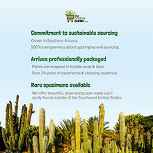 Cactus Outlet - Golden Barrel Cactus Plant - Barrel Cactus Plants Live - 10 Gal (12x17) - Landscape Ready Barrel Cactus Plants Live Delivered Right to Your Door - Live Plants Outdoor