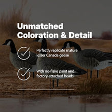 Avian-X AXP Honkers Fusion Pack Lesser Canada Goose Decoys 2 Pack
