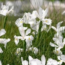 Dutch Iris ‘Casa Blanca’ – Premium White Iris Bulbs for Fall Planting | Top Size Dutch Bulbs for Planting | Elegant Iris Flower Bulbs | Late Spring Bloom | Easy to Grow Perennial