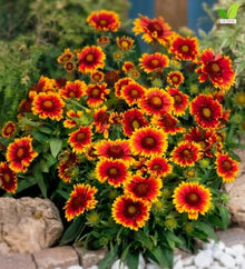 Votaniki Gaillardia aristata Arizona Sun Blanket Flower 3 Inch Root Starter Plant with Red and Yellow Blooms for Borders, Containers, Cut Flowers and Butterfly Gardens