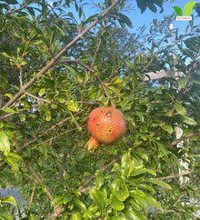 Votaniki Salavatski Pomegranate Live Fruit Plant 2 to 3 Ft Tall Cold Hardy Self Fertile Shrub with Large Red Arils for Home Orchards Edible Landscapes and Garden Growing