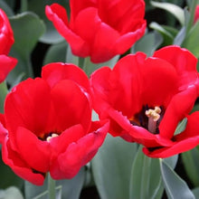 1,000 Bulbs - Bulk Seadov Tulips Flower Bulbs - 1,000 Bulbs per Pack - Good as Cut Flowers - Easy to Grow Live Plants - Outdoor Garden
