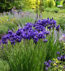 Votaniki Iris sibirica Caesar's Brother Siberian Iris Top Size Grade #1 Bare Root, Deep Purple Flowers for Borders, Rain Gardens, Cut Flowers and Water Features
