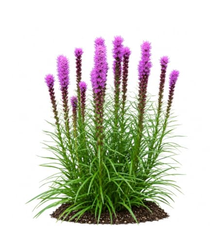 Votaniki Kobold Gayfeather Liatris spicata Top Size Flower Bulbs with Rose Lavender Summer Blooms and Strong Stems for Sunny Gardens Borders Containers and Cut Flowers