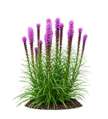 Votaniki Kobold Gayfeather Liatris spicata Top Size Flower Bulbs with Rose Lavender Summer Blooms and Strong Stems for Sunny Gardens Borders Containers and Cut Flowers