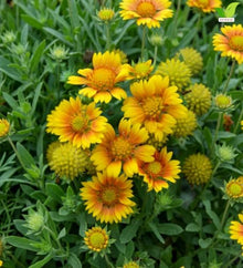Votaniki Gaillardia aristata Arizona Apricot Blanket Flower 3 Inch Root Starter Plant with Apricot and Yellow Blooms for Borders, Containers, Cut Flowers and Butterfly Gardens