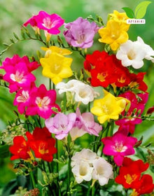 Votaniki's Single Freesia Mix Bulbs for Planting Fragrant Spring Flowers Colorful Trumpet Blooms for Garden Beds Containers Indoor Forcing Cut Flower Variety Outdoor (Pack of 250)