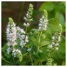 Everwilde Farms 1 lb Spearmint Herb Seeds Gold Vault