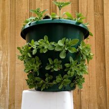 Mountain Valley Seed Co Bloom Master Hanging Baskets 4 Gallon 17 Pack Bulk