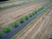 BERRY 4ft x 4000ft x 1.00mil Black Embossed Plastic Mulch