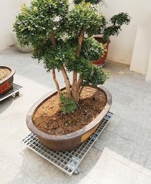 Laohucai Heavy Duty FRP Plant Caddy with Wheels, Large Potted Plant Caddy, Garden Flower Pot Planter Mover Planter Trolley with Lockable Casters, for Indoor Outdoor, Yards, Gardens, Balconie(77x50cm)