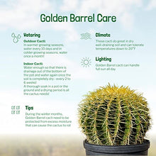 Cactus Outlet - Golden Barrel Cactus Plant - Barrel Cactus Plants Live - 10 Gal (12x17) - Landscape Ready Barrel Cactus Plants Live Delivered Right to Your Door - Live Plants Outdoor