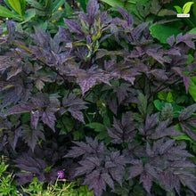 Votaniki Cimicifuga Chocoholic Perennial Roots Dark Bronze Purple Foliage Fragrant White Pink Bottlebrush Flowers for Shade Gardens Woodland Borders and Cut Flower Displays