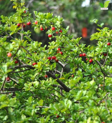 Votaniki Barbados Acerola Cherry Shrub Malpighia glabra 1 to 2 Feet Live Plant Produces Sweet and Tart Edible Fruit for Patio Containers Outdoor Gardens and Edible Landscapes