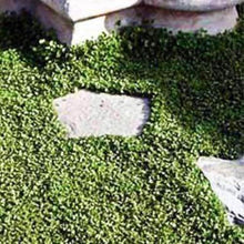 Hancock Seed Co. Dichondra Seeds, 25 lbs.