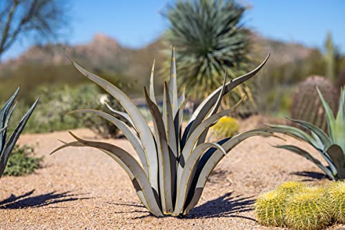 Desert Steel Octopus Agave Large Metal Yard Art 53”W x 35”H All Weather