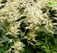 Votaniki Astilbe Avalanche Bare Root Perennial White Flowering Shade Plant Fragrant Plumes for Garden Borders Woodland Beds Cut Flower Landscaping Use (Pack of 25)