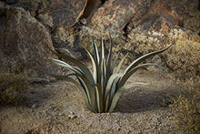 Desert Steel Octopus Agave Large Metal Yard Art 53”W x 35”H All Weather