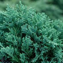 Blue Rug Juniper Wiltonii | 30 Large 4 Inch Pots | Juniperus Horizontalis | Creeping Ground Cover, Low Maintenance Shrub, Drought Tolerant, Evergreen Foliage, Fast Growing, Erosion Control