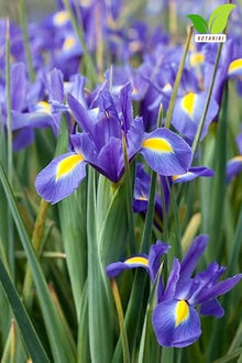 Votaniki's Dutch Iris Park Avenue Bulbs for Fall Planting | Deep Violet Blue and Vibrant Yellow Perennial Flower Bulbs for Spring Blooming Gardens, and Stunning Landscape (Pack of 1100)