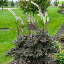 Votaniki Cimicifuga Chocoholic Perennial Roots Dark Bronze Purple Foliage Fragrant White Pink Bottlebrush Flowers for Shade Gardens Woodland Borders and Cut Flower Displays