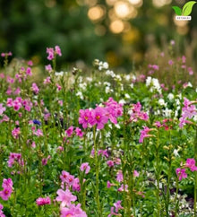 Votaniki Hardy Gloxinia Incarvillea delavayi 2 Year Bare Root Pink Red Trumpet Flowers for Perennial Borders Rock Gardens Woodland Beds and Pollinator Landscapes